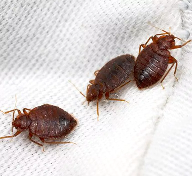 Three bed bugs crawling on white mattress fabric, representing household infestations requiring bed bug control in Sydney.