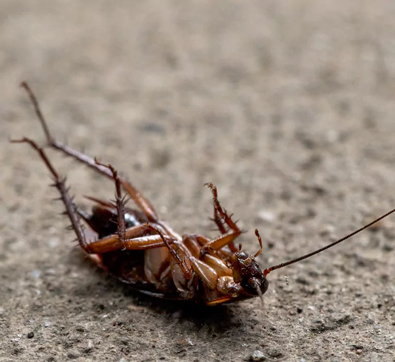 Dead cockroach lying on its back after effective cockroach removal in Sydney.