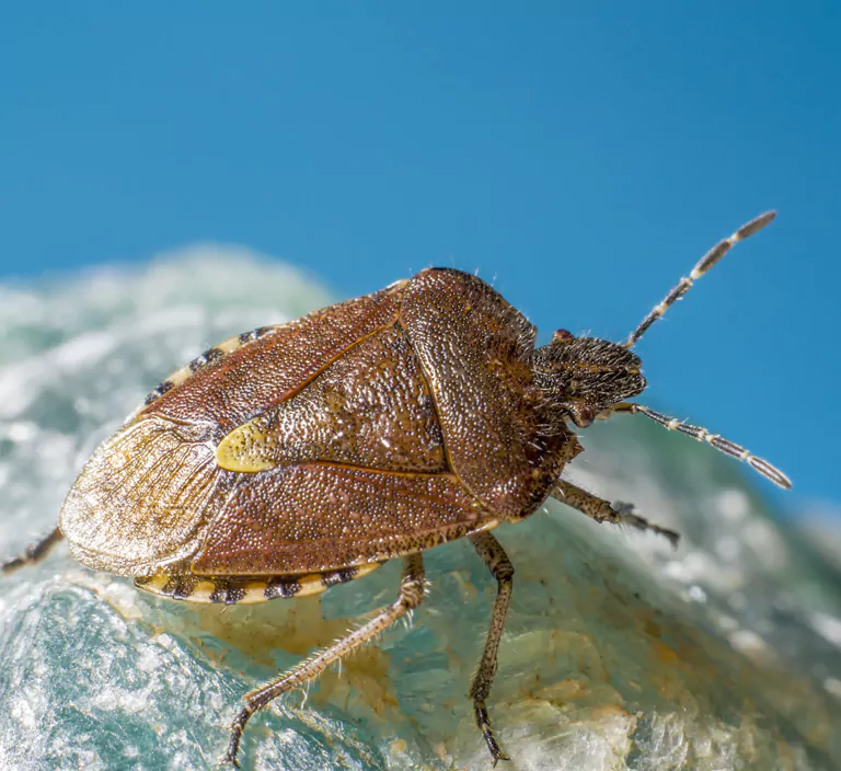 Macro close-up of a flea, highlighting effective insect and pest control services in Sydney.