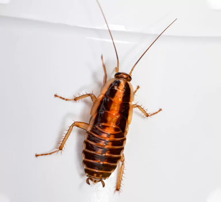 Close-up of a German cockroach, highlighting the need for professional pest control and removal services in Sydney.