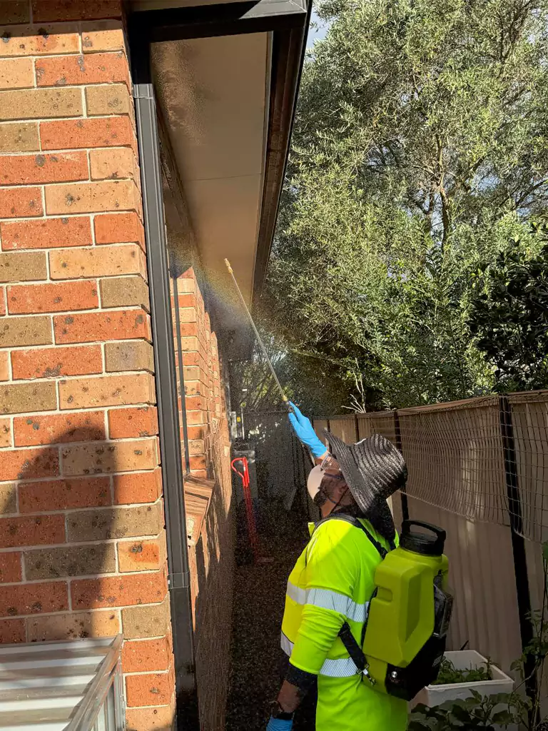 Jahans pest control in Sydney is inspecting a house for removing spiders
