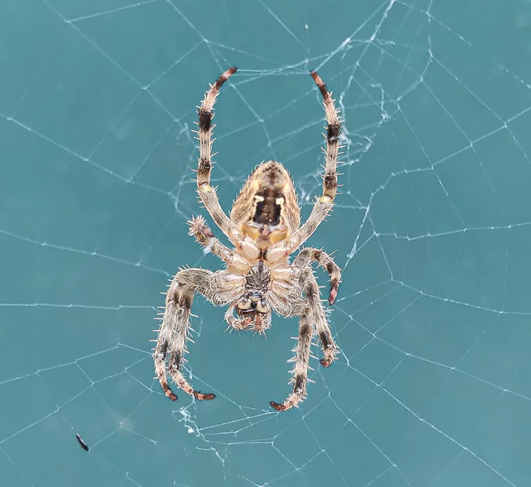 Large garden spider resting on its web, highlighting professional spider removal services in Sydney.