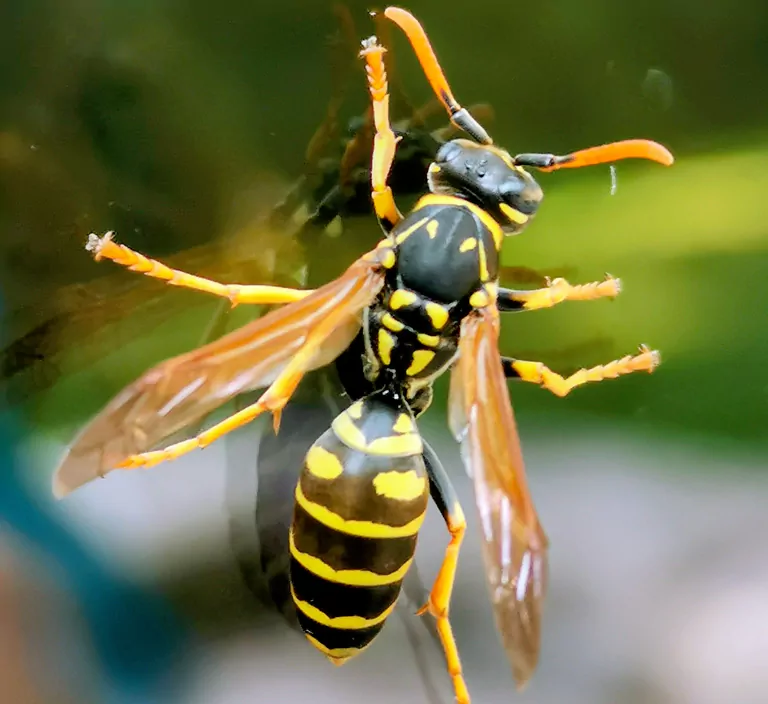 Macro close-up of a yellow jacket wasp, highlighting professional wasp control and nest removal services in Sydney.