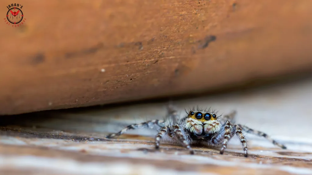 How to Prevent Spiders From Entering Your Sydney Home